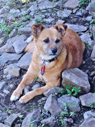 Photo of Penny known as Trisha when she was at the shelter.