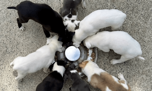 A litter of eight puppies gathered around a large stainless steel bowl to eat