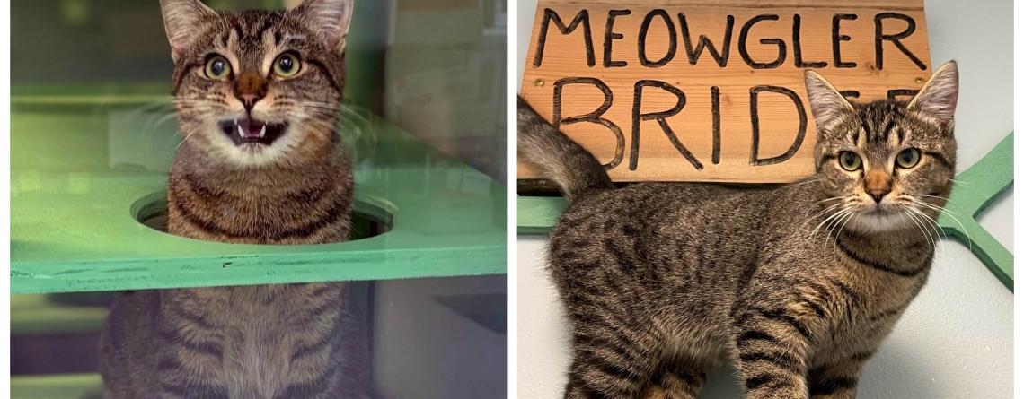 GUPPY is our KMUN, 949 The Bridge, Classic Hits 94.3 KRKZ, The Astorian Pet of The Week for December 15th