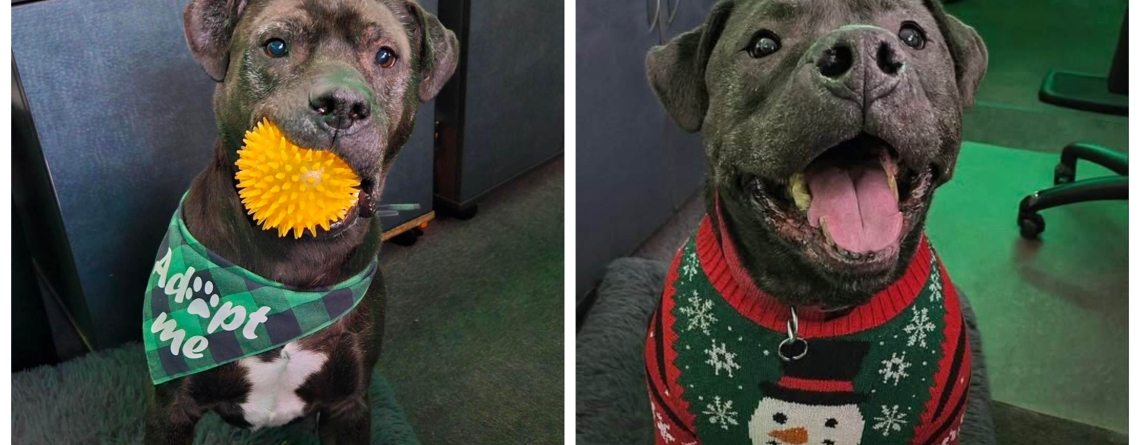 ROMEO ♥️🎄 is our KMUN, The Astorian, 949 The Bridge, and Classic Hits 94.3 KRKZ Pet of the Week for the week of December 21, 2025