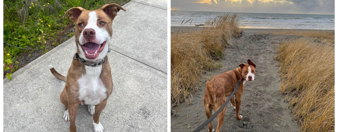 Rudy is our KMUN, The Astorian, 949 The Bridge, and Classic Hits 94.3 KRKZ Pet of the Week for the week of January 4, 2026