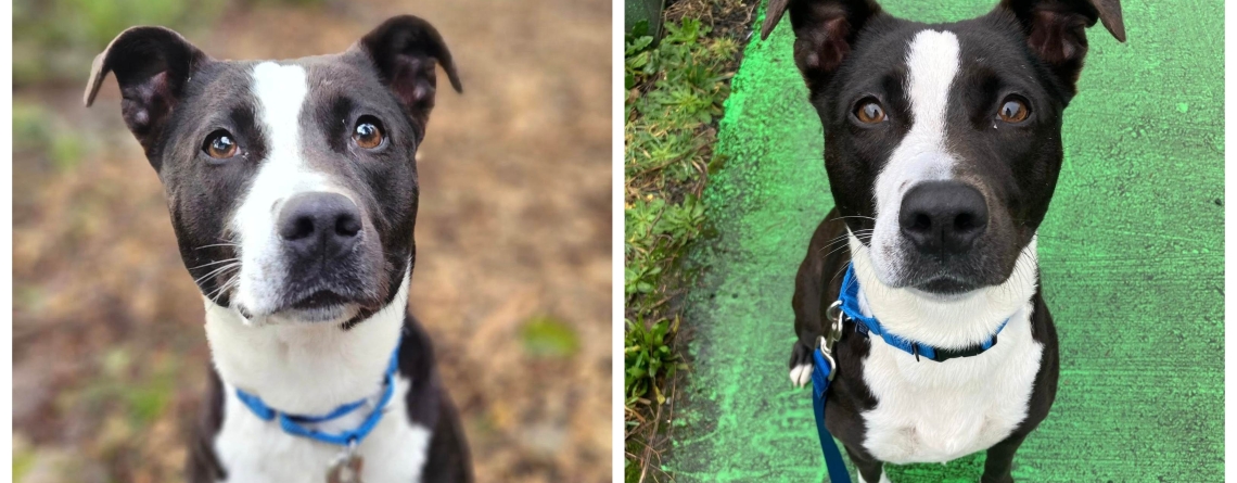 Doris is our KMUN, The Astorian, 949 The Bridge, and Classic Hits 94.3 KRKZ Pet of the Week for the week of February 15, 2026