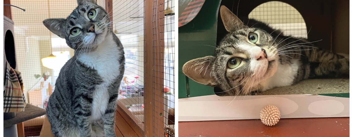 Eva AND Percy are our KMUN, The Astorian, Classic Hits 94.3 KRKZ, 949 The Bridge Pets of The Week for February 9th 2026