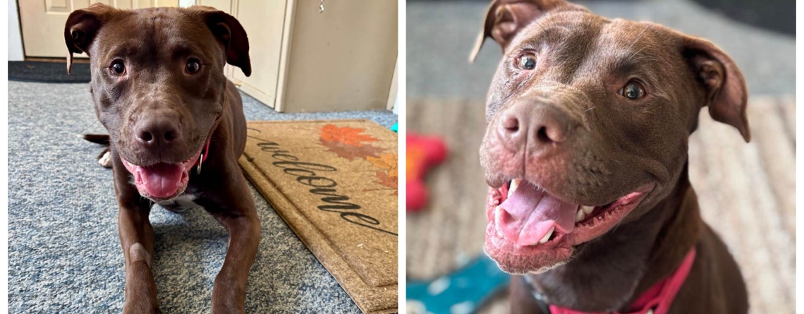 Punkin is our KMUN, The Astorian, 949 The Bridge, and Classic Hits 94.3 KRKZ Pet of the Week for the week of February 1, 2026