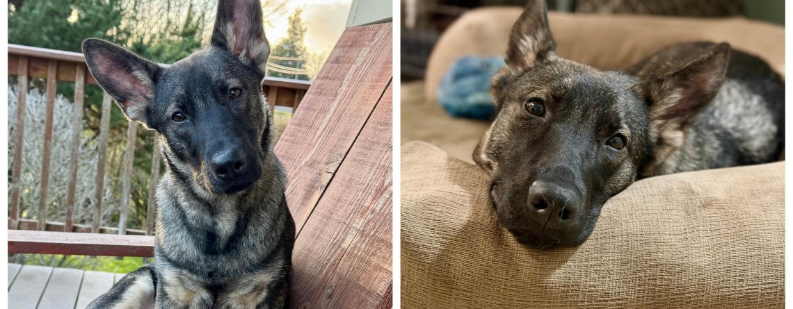 Bailey is our KMUN , The Astorian  , 949 The Bridge , and Classic Hits 94.3 KRKZ  Pet of the Week for the week of March 29, 2026