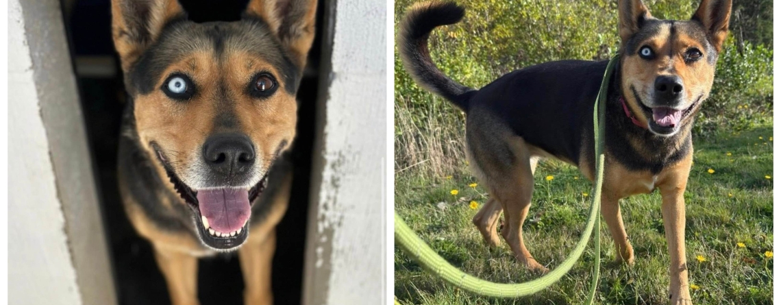 Heidi is our KMUN, The Astorian, 949 The Bridge, and Classic Hits 94.3 KRKZ2 Pet of the Week for the week of March 1, 2026