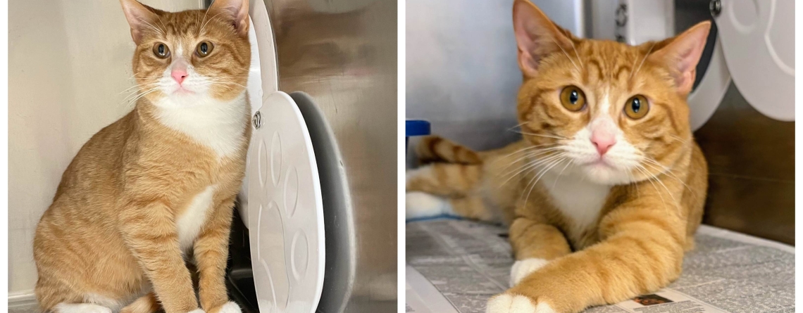 JESSE is our KMUN, The Astorian, 949 The Bridge, Classic Hits 94.3 KRKZ Pet of the Week for February 23rd 2026