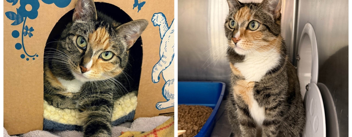 Roxie is our KMUN, The Astorian, 949 The Bridge, and Classic Hits 94.3 KRKZ  Pet of the Week for the week of March 23, 2026