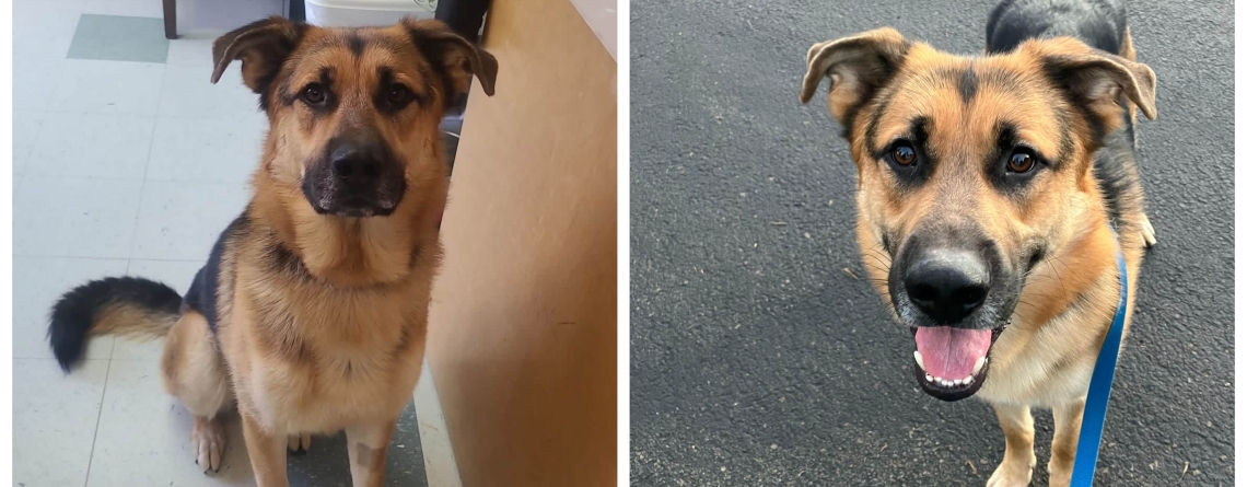 Clyde is our KMUN, THE ASTORIAN, 94.9 THE BRIDGE, and CLASSIC HITS 94.3 KRKZ Pet of the Week for the week of April 12, 2026