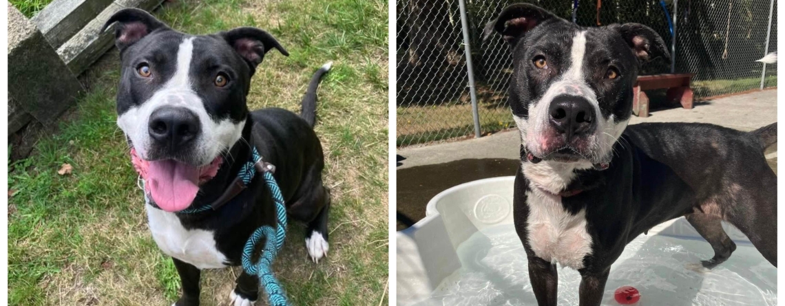 Diamond is our KMUN, The Astorian, 949 The Bridge, and Classic Hits 94.3 KRKZ   Pet of the Week for the week of May 11, 2026