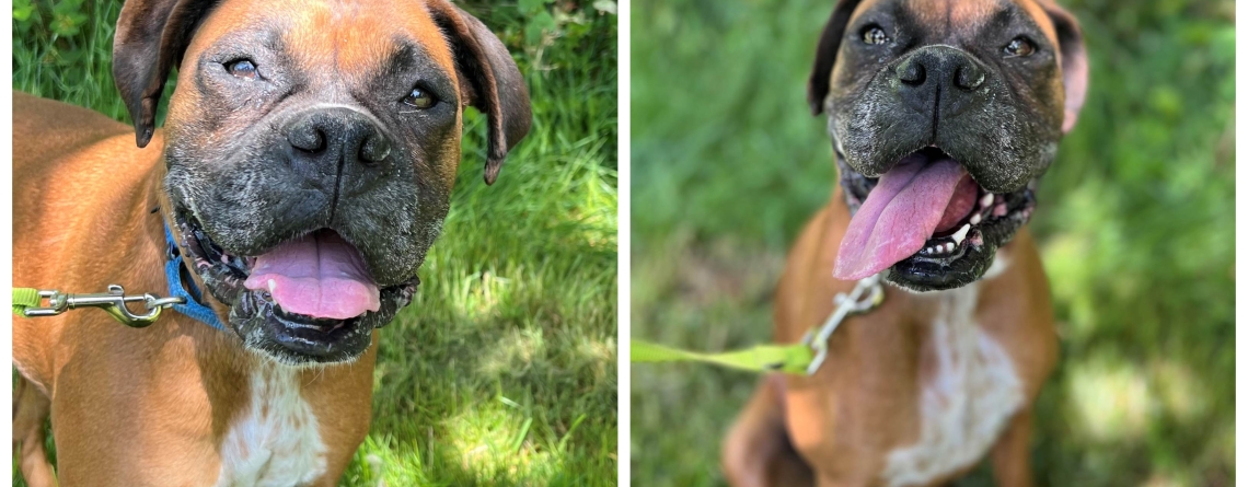 Emmy Lou is our KMUN, THE ASTORIAN, 94.9 THE BRIDGE, and CLASSIC HITS 94.3 KRKZ Pet of the Week for the week of May 24, 2026