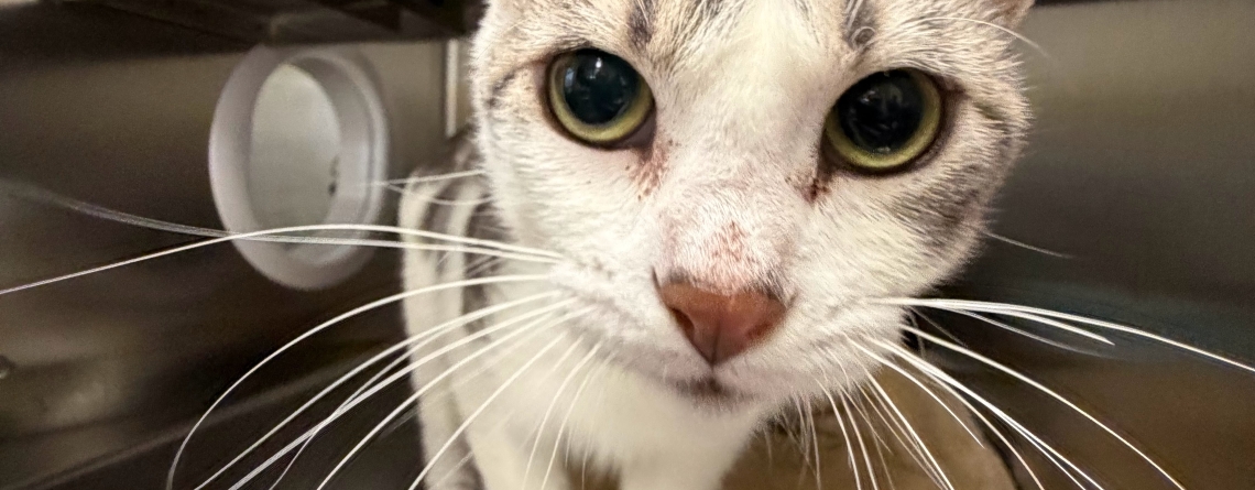 Lovey is our KMUN , The Astorian, 949 The Bridge, and Classic Hits 94.3 KRKZ Pet of the Week for the week of May 18th, 2026