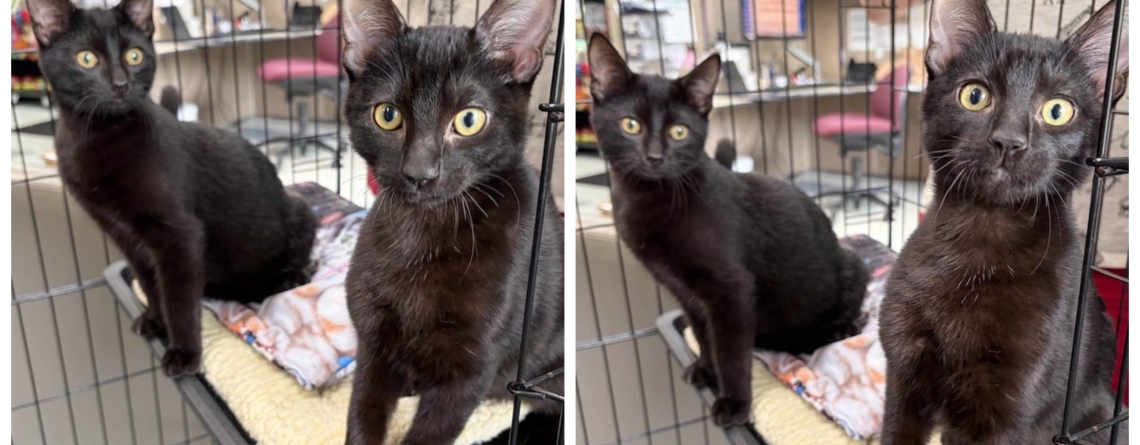 Meet Cry Baby and Smoothie, our KMUN, The Astorian, 949 The Bridge, and Classic Hits 94.3 KRKZ Pet(s) of the Week for the week of August 24, 2026