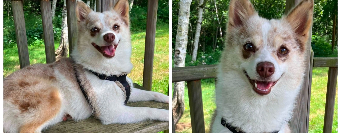 Juno is our KMUN, The Astorian, 949 The Bridge, and Classic Hits 94.3 KRKZ Pet of the Week for the week of August 17, 2026