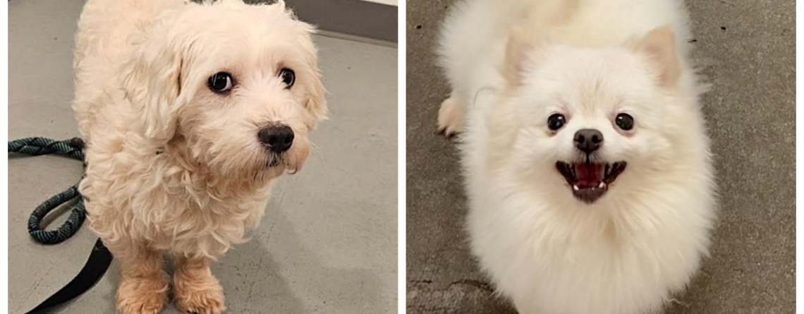 Coconut and Powder Puff are our KMUN, THE ASTORIAN, 94.9 THE BRIDGE, and CLASSIC HITS 94.3 KRKZ Pets of the Week for the week of October 26, 2026