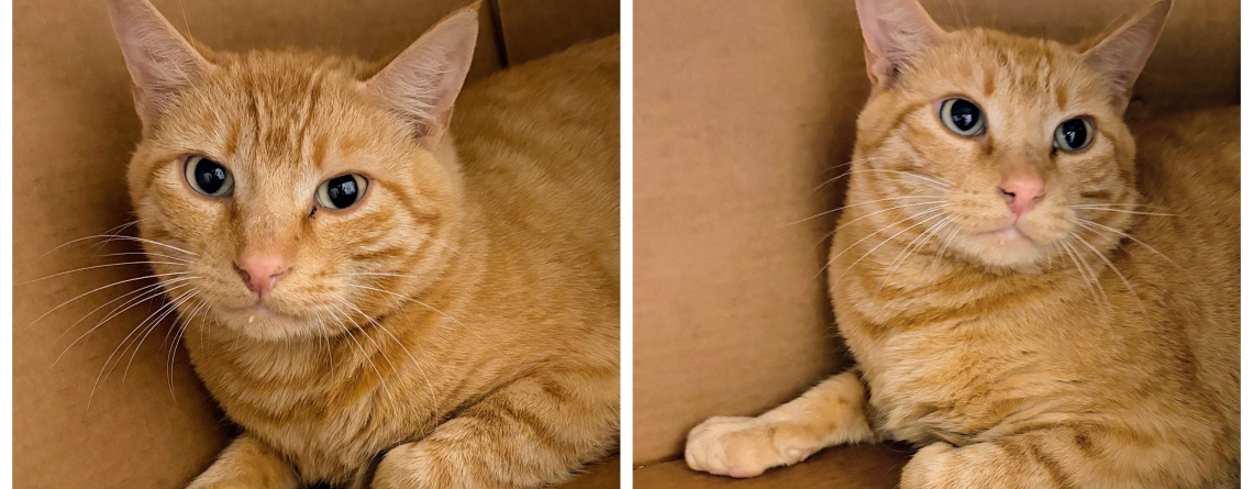 Mustard is our KMUN, The Astorian, 949 The Bridge, and Classic Hits 94.3 KRKZ Pet of the Week for the week of October 19th, 2026