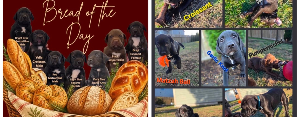 Croissant, Garlic Knot, Crumpet, Matzah Ball, Pumpernickel, Pretzel Bun, and Sesame our @KMUN, @THE ASTORIAN, @94.9 THE BRIDGE, and @CLASSIC HITS 94.3 KRKZ Pet of the Week for the week of October 12, 2026